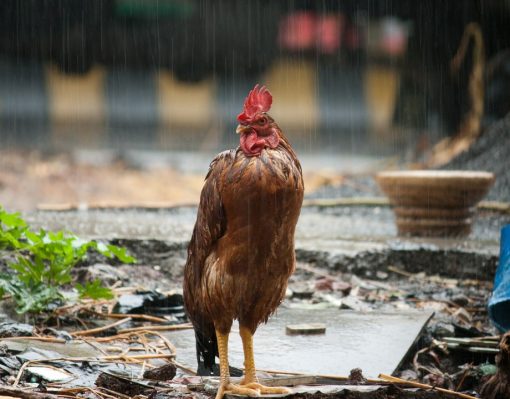 Cara Membuat Pakan Ayam Bernutrisi Tinggi Untuk Peternak Ukm